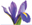 Iris Fields